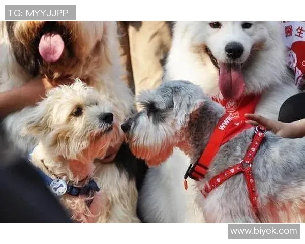 足球明星们的宠物生活揭秘：他们与爱犬爱猫的温馨瞬间与趣事分享